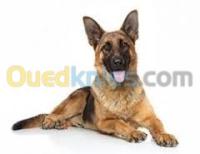 طب-و-صحة-veterinaire-برج-الكيفان-الجزائر