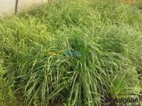 algiers-bordj-el-kiffan-algeria-medicine-health-boutures-de-lemongrass