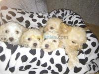 boumerdes-algerie-chien-caniches