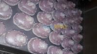 الجزائر-عين-النعجة-توريد-الطعام-و-حلويات-gâteaux
