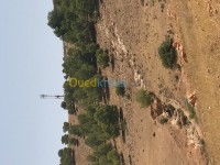 تلمسان-مغنية-الجزائر-أرض-byaa-ard-tlmsan-mghny