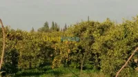 Vente Terrain Agricole Chlef Ouled fares