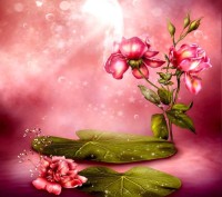 الجزائر-الرحمانية-إدارة-مكتبية-و-أنترنت-aucun