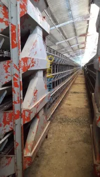 Materiel d'élevage poule 
