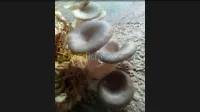 Production et vente des champignons 
