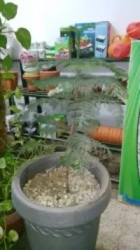 Jardinage...
