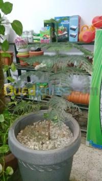 bordj-bou-arreridj-algeria-cleaning-gardening-jardinage