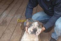 oran-algerie-animaux-de-ferme-docteur-veterinaire