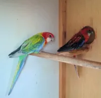 Couple rosella 