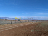 terrain-agricole-vente-ain-defla-djelida-algerie