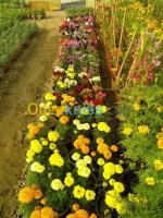 blida-boufarik-algerie-nettoyage-jardinage-تزيين-الحدائق