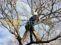 وهران-الجزائر-تنظيف-و-بستنة-taille-des-arbres-fruitiers