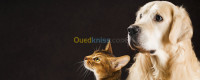 medecine-sante-cabinet-veterinaire-طبيب-بيطري-birkhadem-alger-algerie