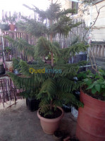 blida-meftah-algerie-nettoyage-jardinage-vendre-des-plantes