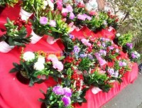 الجزائر-براقي-ديكورات-و-ترتيب-les-fleurs-artificielle