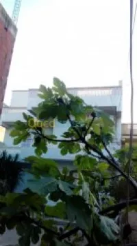 Vente Villa Boumerdes Ouled hedadj