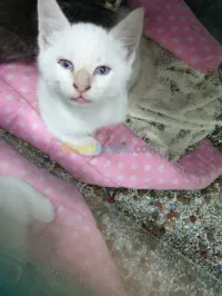 Chatons Angoras قطط أنڨورا
