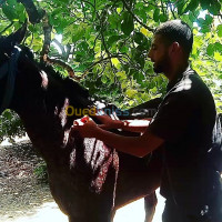 medecine-sante-veterinaire-qui-se-deplace-a-domicile-alger-centre-algerie