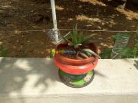 الجزائر-القبة-بستنة-plantes-grasse