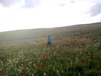 terrain-agricole-vente-tebessa-bekkaria-algerie