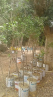 relizane-algerie-nettoyage-jardinage-a-vendre ficus de toutes-taille 