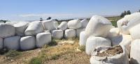 أشجار-boules-ensilage-mais-المعاريف-المسيلة-الجزائر