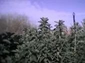   plantes medicinales (Stevia).