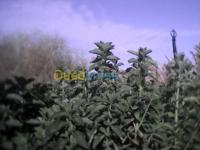 ghardaia-metlilli-algerie-médecine-santé-plantes medicinales-stevia