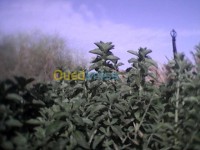 غرداية-متليلي-الجزائر-طب-و-صحة-plantes medicinales-stevia