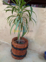 oran-algerie-décoration-aménagement-pots-de-fleurs-en-faux-bois