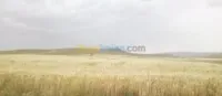 Vente Terrain Agricole Tiaret Naima