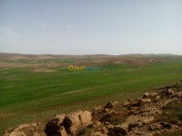 أرض-فلاحية-بيع-تيارت-النعيمة-الجزائر