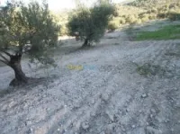 Vente Terrain Agricole Bejaia Boudjellil