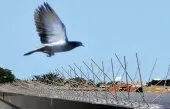 pique "anti-pigeon"