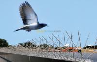 alger-birkhadem-algerie-securité-alarme-pique-anti-pigeon