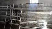 Batterie poule pondeuse 5000 poulet 