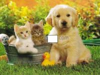 طب-و-صحة-clinique-veterinaire-tagast-دالي-ابراهيم-الجزائر