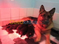 bordj-bou-arreridj-medjana-algerie-chien-chiots-berger-allemand