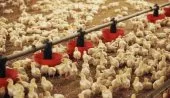 Conduire un élevage poule et/ou dinde