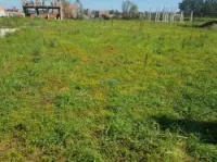 Vente Terrain Blida Bougara