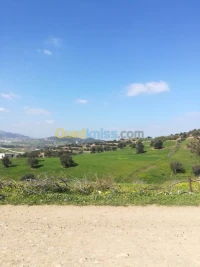 Vente Terrain Blida El affroun