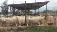 farm-animals-mouton-rouiba-alger-algeria