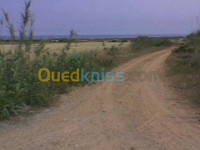 terrain-agricole-vente-tiaret-ain-kermes-algerie