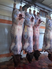 الجزائر-الكاليتوس-غذائي-viande-لحوم