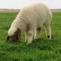 Transport de mouton نقل الخرفان