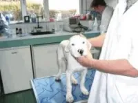 MEDECINE ET CHIRURGIE D'ANIMAUX