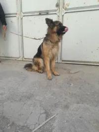 بارحي المو 