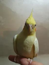 Calopsitte 