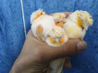 Canaris demis mosaïques adultes 