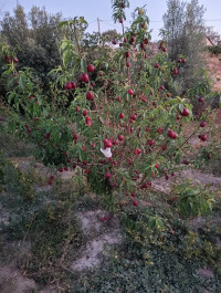 terrain-agricole-vente-alger-bordj-el-bahri-algerie